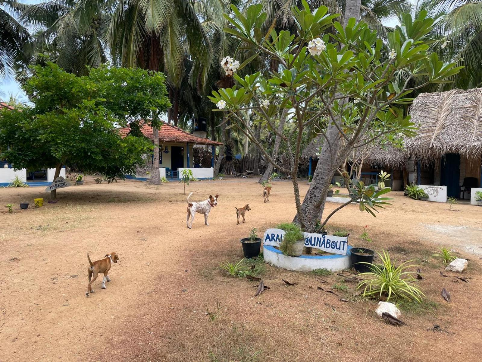 Araliya Villa Kalpitiya Bagian luar foto